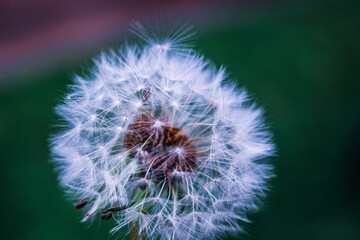 Dandelion ready to be dispersed and seeded into nature