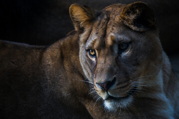 Berber lioness portrait in nature park - obrazy, fototapety, plakaty
