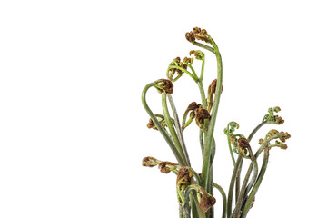 Fresh bracken on white background