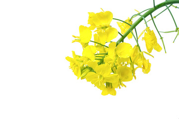 Golden yellow rapeseed flowers on white background