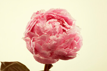 Single fresh pink peony flower isolated on white background