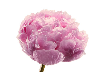 Single fresh pink peony flower isolated on white background