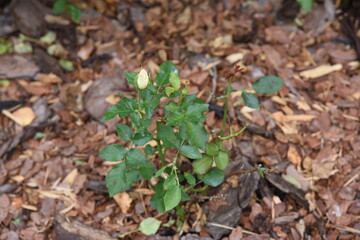Roses bushes grow on flower bed with mulching by pine bark mulch in private garden