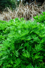 Fresh wormwood growing in the wild in spring