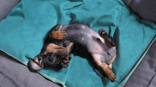 Funny affectionate dachshund puppy lying belly up and lazily spinning on soft pillow in pet bed, top view. New home for adopted baby dog.