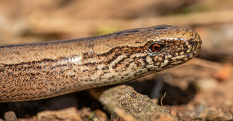 slowworm, blindworm, deaf adder or long-cripple (Anguis fragilis) head detail
