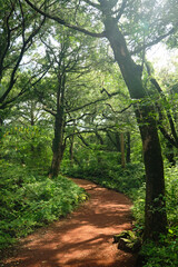 A tranquil forest path lined with old trees