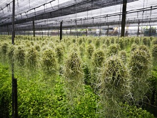 Growing spanish moss tree hanging in pot at green at Thailand farm.
Nursery spanish moss