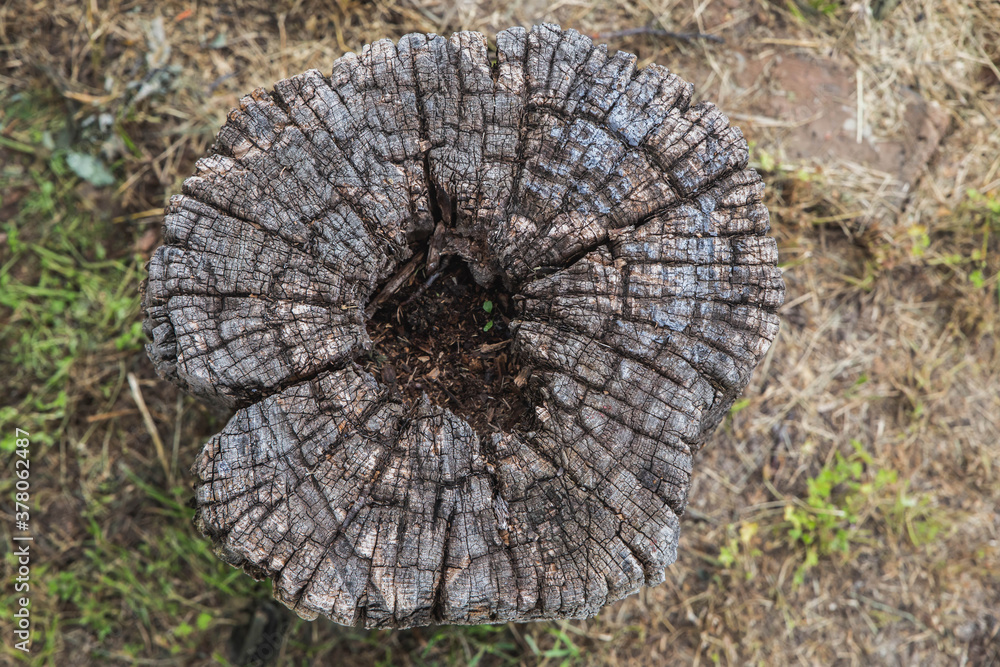 Wall mural old rotten tree trunk with a void inside in the forest