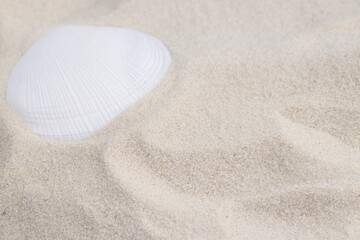 Fototapeta na wymiar White seashell lying on sand beach surface macro with place for text