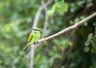 Bee-Eater bird (lat. Merops Orientalis Ceylonicus) in Udawalawe National Park on the island of Sri Lanka