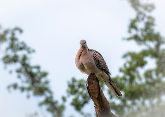 Turtle Dove bird in Udawalawe National Park on the island of Sri Lanka
