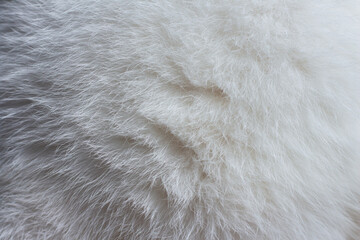 fur texture of white fluffy cat close-up