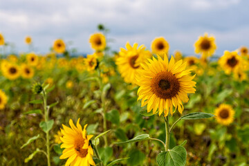 Fototapeta premium beautiful sunflowers against a blue sky in the field