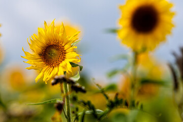 beautiful sunflowers against a blue sky in the field