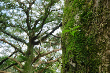 Moss and vines attached to old trees.