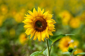 sunflower field in sunshine, bright vibrant flower landscape in summer time