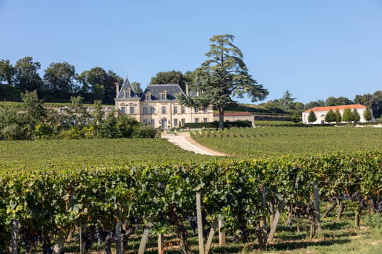  Vineyard of Chateau Fonplegade - name (literally fountain of plenty) was derived from the historic 13th century stone fountain that graces the estate's vineyard. St Emilion, France