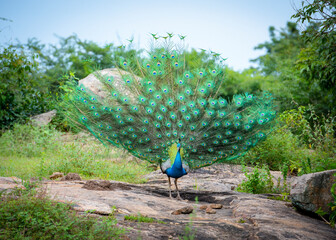 Indian Peacock in Udawalawe National Park on the island of Sri Lanka