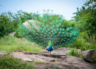 Zelfklevend Fotobehang Indian Peacock in Udawalawe National Park on the island of Sri Lanka © Sergey