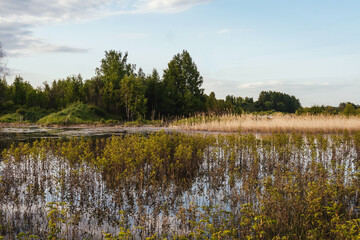 Sunny evening and pond with plants. Summer beautiful landscape. Russian nature.