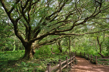 A forest road with ancient trees and stone wall mosses.