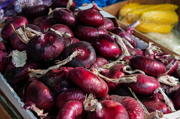 purple shiny onion with a flat bulb on the market counter. The onion crop is harvested for sale