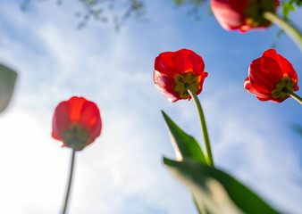 Obraz premium Red tulips on blue sky background. Springtime