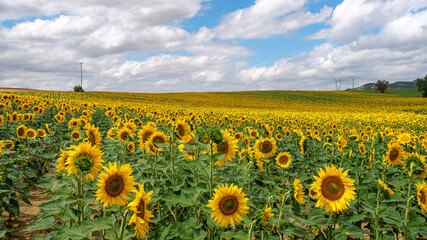 A field of sunflowers ina sunny day in spain