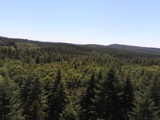 Forêt de sapin en Bourgogne, vue aérienne