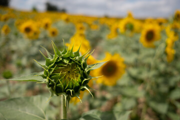 A closeup of a  cocoon of a sunflower in a sunny day