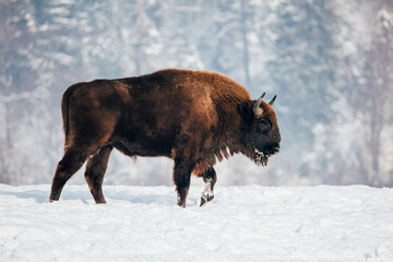 Bison in heavy winter and snow. 