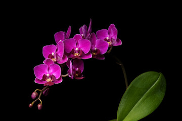 Fototapeta na wymiar purple orchid on black background