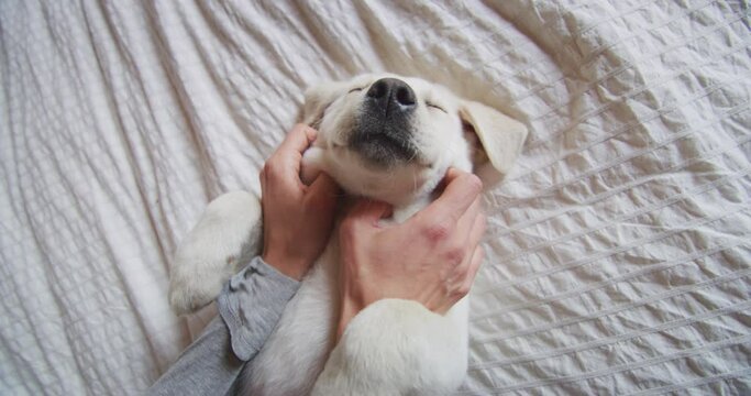 Authentic close up of an young woman hands caressing pedigree puppy of Labrador Retriever dog while having fun together on a bed. Concept: love for animals, friendship, authenticity, happiness,pets