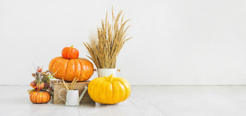 Natural pumpkins, dry spikelets in a vase and watering can on a white background. Autumn card with copy space on a Thanksgiving theme.