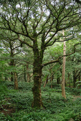 A forest road with ancient trees and stone wall mosses.