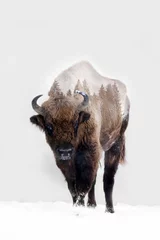 Foto op Plexiglas Dubbele belichting van een bizon en een mistig bos. © belyaaa
