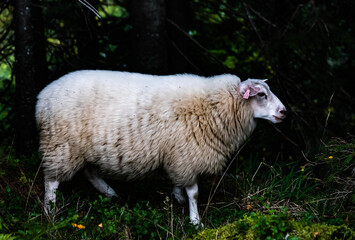 Grown white merino sheep lamb standing in the woods.