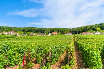 Fototapeta na wymiar Vineyards and grapes in a hill-country farm in France