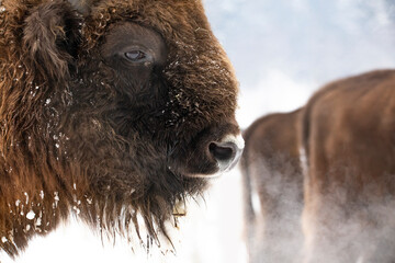 Bison in heavy winter and snow.  © belyaaa