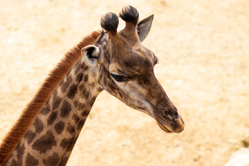 Obraz premium A close-up photo of a giraffe standing in the sun in Jerusalem, blurred background. Israel