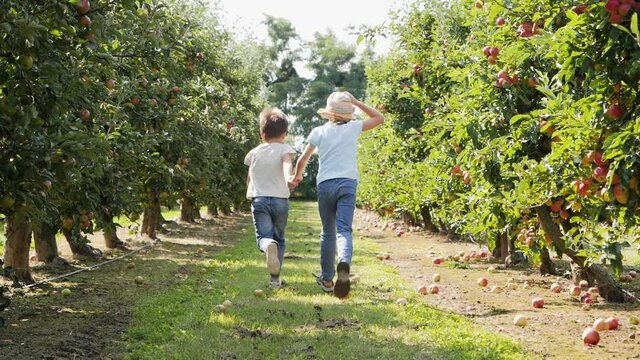 Children boy and girl friends together running in apple tree garden countryside nature along the rows