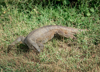 A Land Monitor Varanus Begalensis lizard in Udawalawe National Park on the island of Sri Lanka