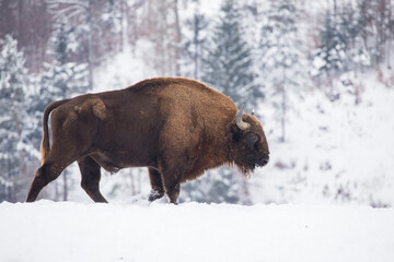 Bison in heavy winter and snow. 