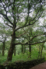 Fototapeta premium A forest road with ancient trees and stone wall mosses.