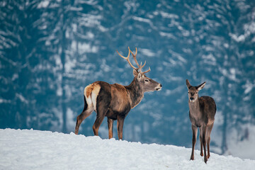 Deer in beautiful winter landscape with snow and fir trees in the background. 
