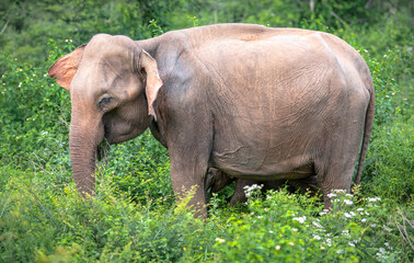 Fototapeta na wymiar Baby elephant in the Udawalawe National Park on the island of Sri Lanka