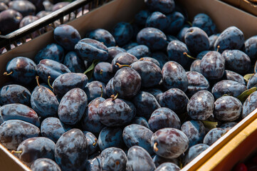 Large blueberries are on the counter at the market. blueberry crop is harvested and Packed for sale.