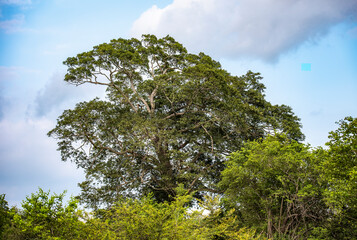 A large tree in the Udawalawe National Park on the island of Sri Lanka