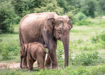 Fototapeta na wymiar Elephant with baby elephant in the Udawalawe National Park on the island of Sri Lanka